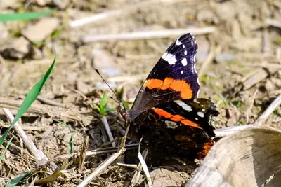 Admiral-Schmetterling in Brenndorf bei St. Kanzian am Klopeiner See