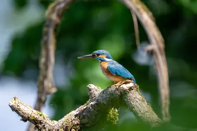 Eisvogel auf Ast im Vogelschutzgebiet Brenndorf bei St. Kanzian