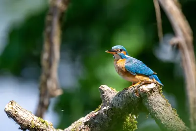Eisvogel auf Ast — Naturfotografie Brenndorf, Klopeiner See