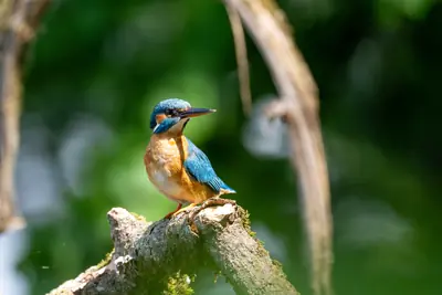 Eisvogel in typischer Jagdpose, Brenndorf am Völkermarkter Stausee