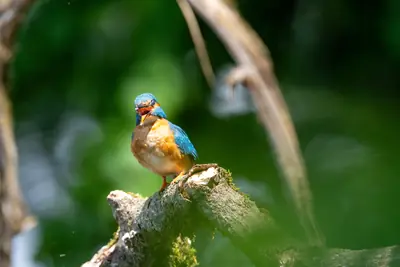 Eisvogel auf Ast, Vogelschutzgebiet Brenndorf