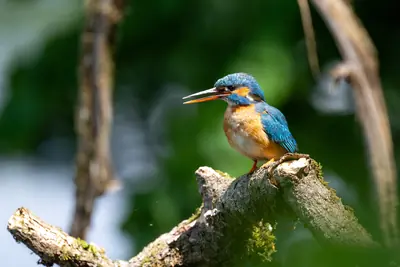 Eisvogel am Völkermarkter Stausee bei Brenndorf