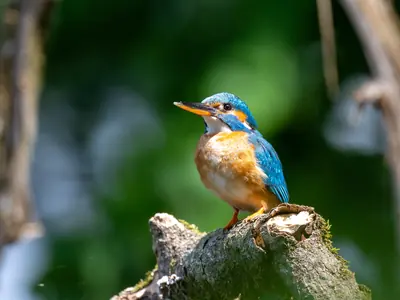 Eisvogel im Vogelschutzgebiet Brenndorf, Südkärnten
