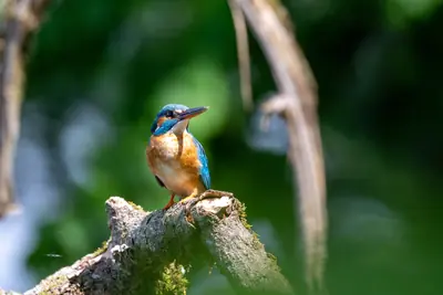 Eisvogel auf Ast — Naturfotografie Florian Mori