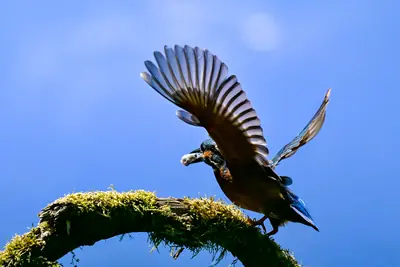 Eisvogel im Vogelschutzgebiet Brenndorf – Naturfotografie am Klopeiner See