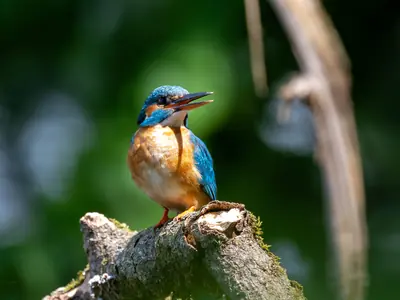 Eisvogel auf bemoosten Ansitz — Brenndorf, Klopeiner See