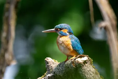 Eisvogel auf Moosast — Naturfotografie am Klopeiner See