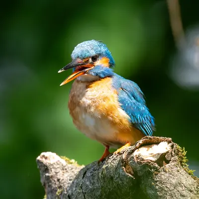 Eisvogel auf moosbedecktem Ast, Brenndorf