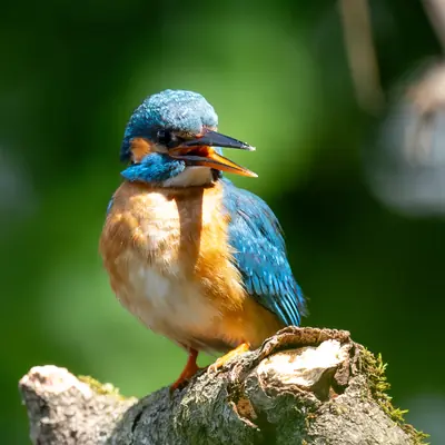 Portrait eines Eisvogels mit leuchtend blauem Gefieder — Brenndorf