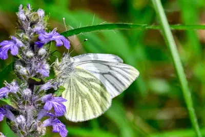 Kohlweißling auf Fliederblüte — Schmetterlinge in Brenndorf