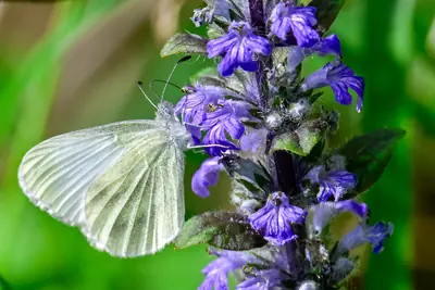 Kohlweißling auf Günsel-Blüte — Naturfotografie Brenndorf