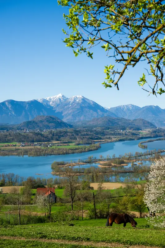 Pferd auf der Weide bei Brenndorf mit Blick auf Karawanken