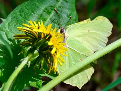Zitronenfalter auf Löwenzahnblüte in Brenndorf, Südkärnten